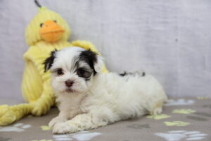 Havanese puppy