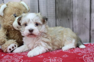 Havanese puppy