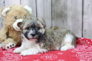 Havanese puppy