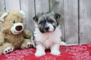 Havanese puppy