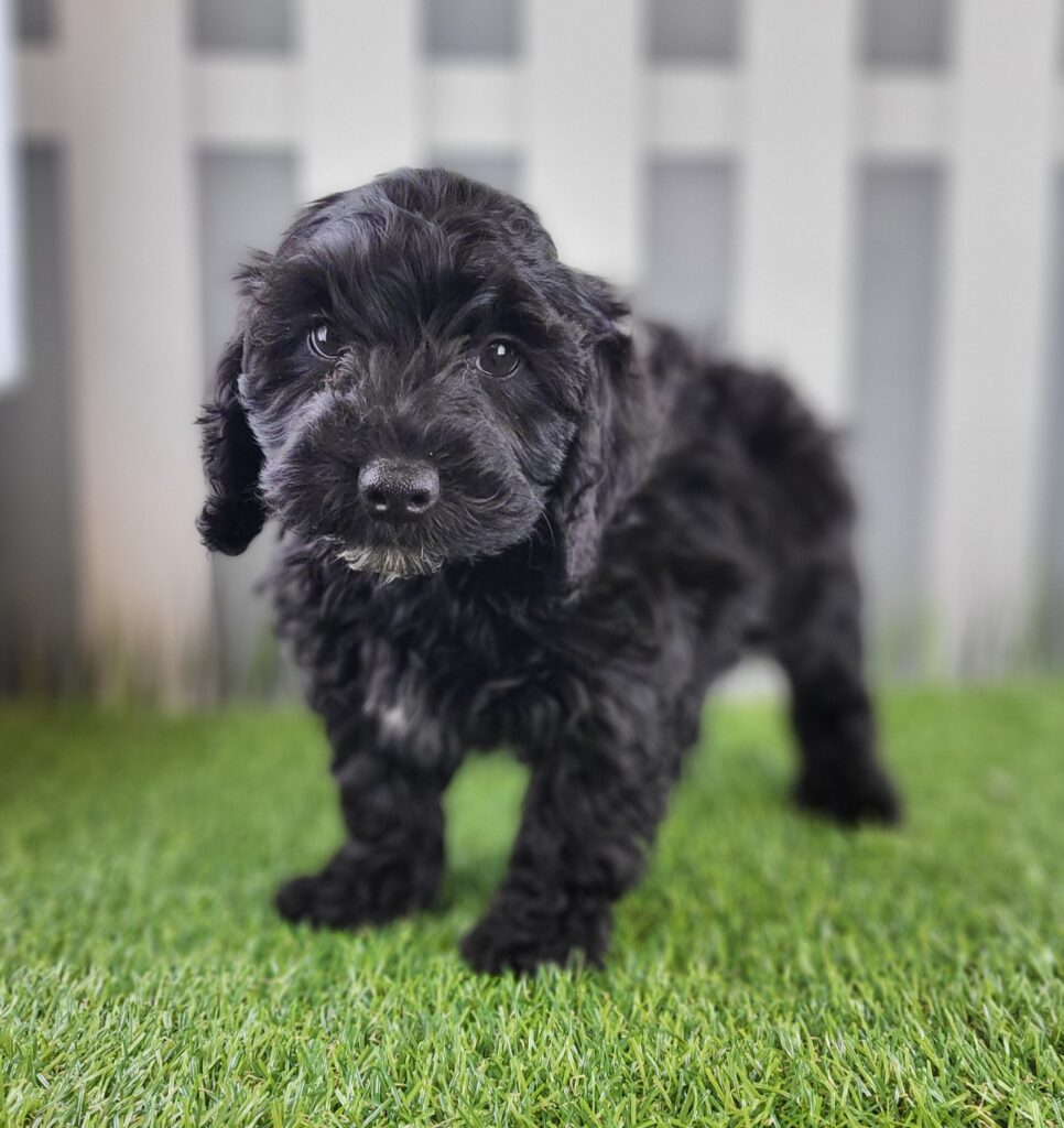 Arlo