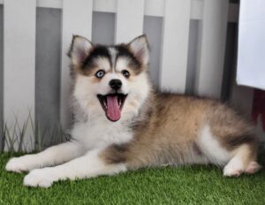 Pomsky puppy