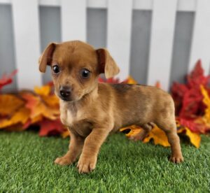 Chiweenie puppy