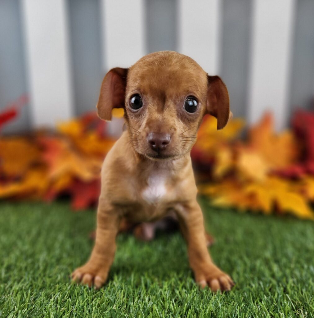 Biscuit 2