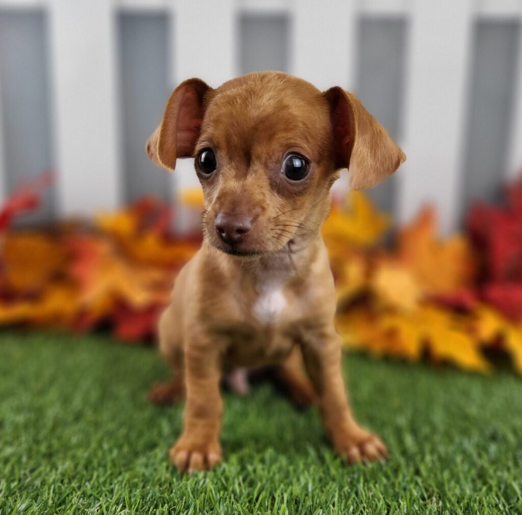 Biscuit