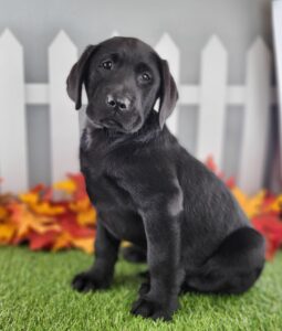 Labrador Retriever puppy