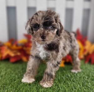 Schnoodle puppy