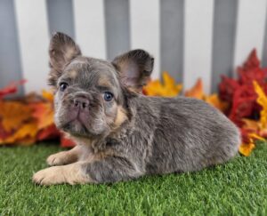 French Bulldog puppy