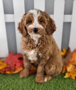 Miniature Goldendoodle puppy