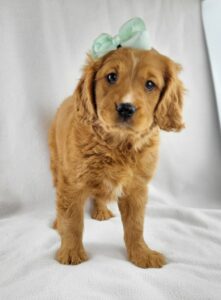 Miniature Golden Retriever puppy