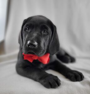 Labrador Retriever puppy