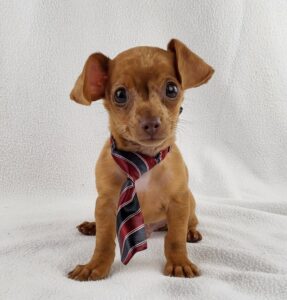 Chiweenie puppy