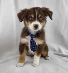 Miniature Australian Shepherd puppy