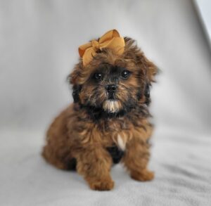 ShihPoo puppy