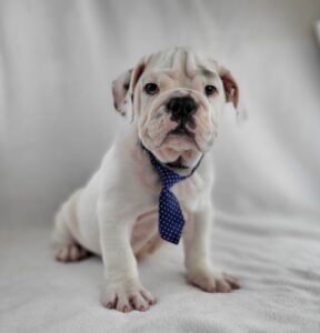 Victorian Bulldog puppy