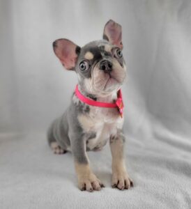 French Bulldog puppy