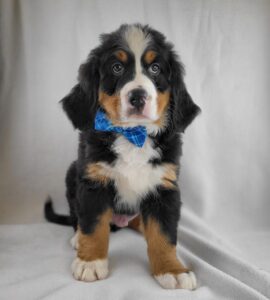 Bernese Mountain Dog puppy