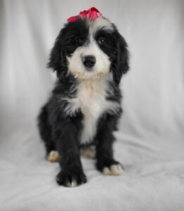 Old English Bernese puppy