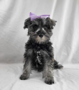 Miniature Schnauzer puppy
