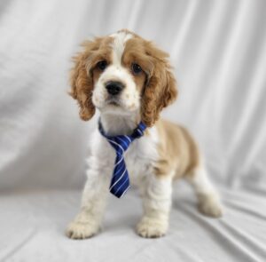 Cocker Spaniel puppy
