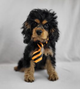 Cocker Spaniel puppy