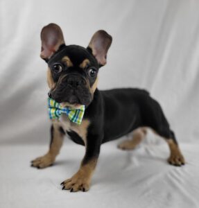 French Bulldog puppy