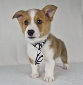 Pembroke Welsh Corgi puppy