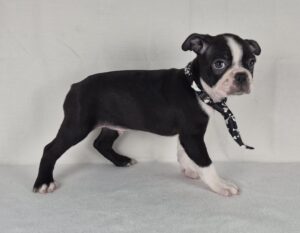 Boston Terrier puppy