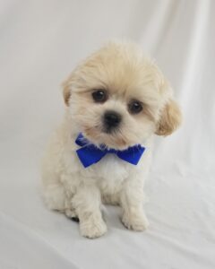 ShihPoo puppy