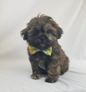 ShihPoo puppy