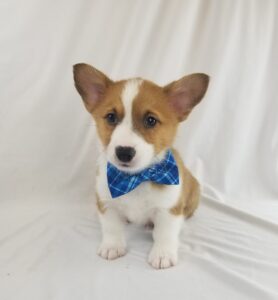 Pembroke Welsh Corgi puppy