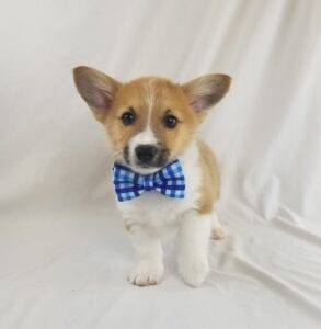 Pembroke Welsh Corgi puppy