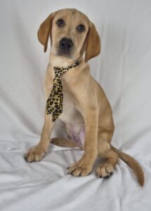 Labrador Retriever puppy