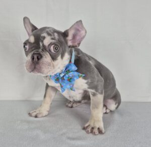 French Bulldog puppy