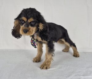 Cocker Spaniel puppy