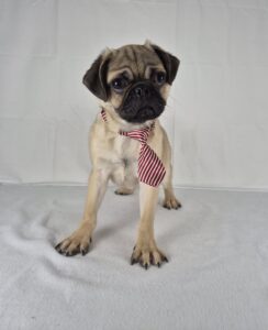 Pug puppy