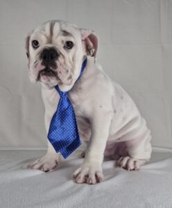 Victorian Bulldog puppy