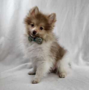Pomeranian puppy