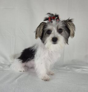 Morkie puppy