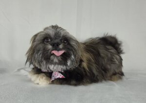 ShihApso puppy