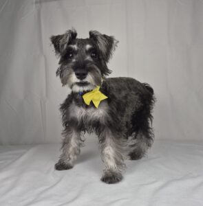 Miniature Schnauzer puppy