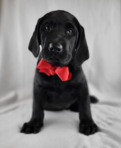 Labrador Retriever puppy