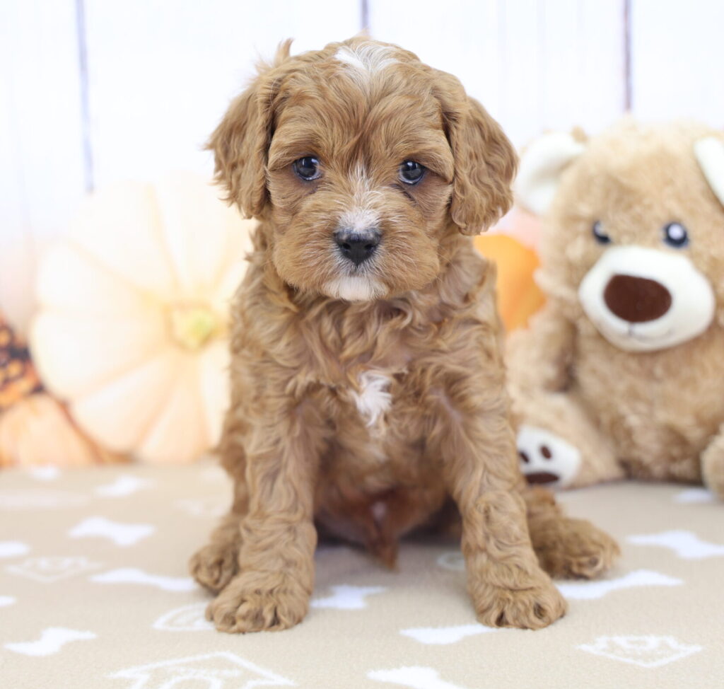 Hershey