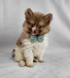 Pomeranian puppy