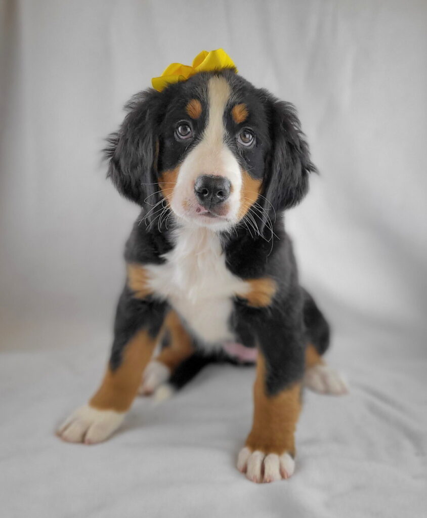 Sarah Jessica Barker