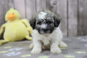 Havapoo puppy