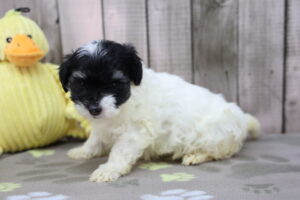 Havapoo puppy