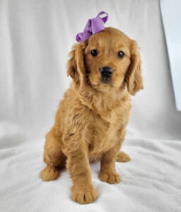 Miniature Golden Retriever puppy