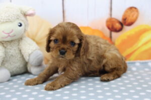 Cavalier King Charles Spaniel puppy