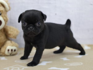 Pug puppy